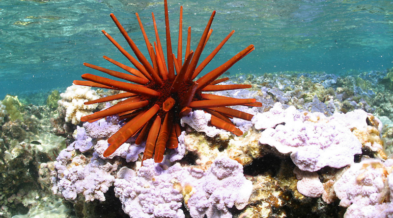 Heterocentrotus mamillatus, jeden z mnoha druhů závislý na korálových útesech. zdroj: NOAA
