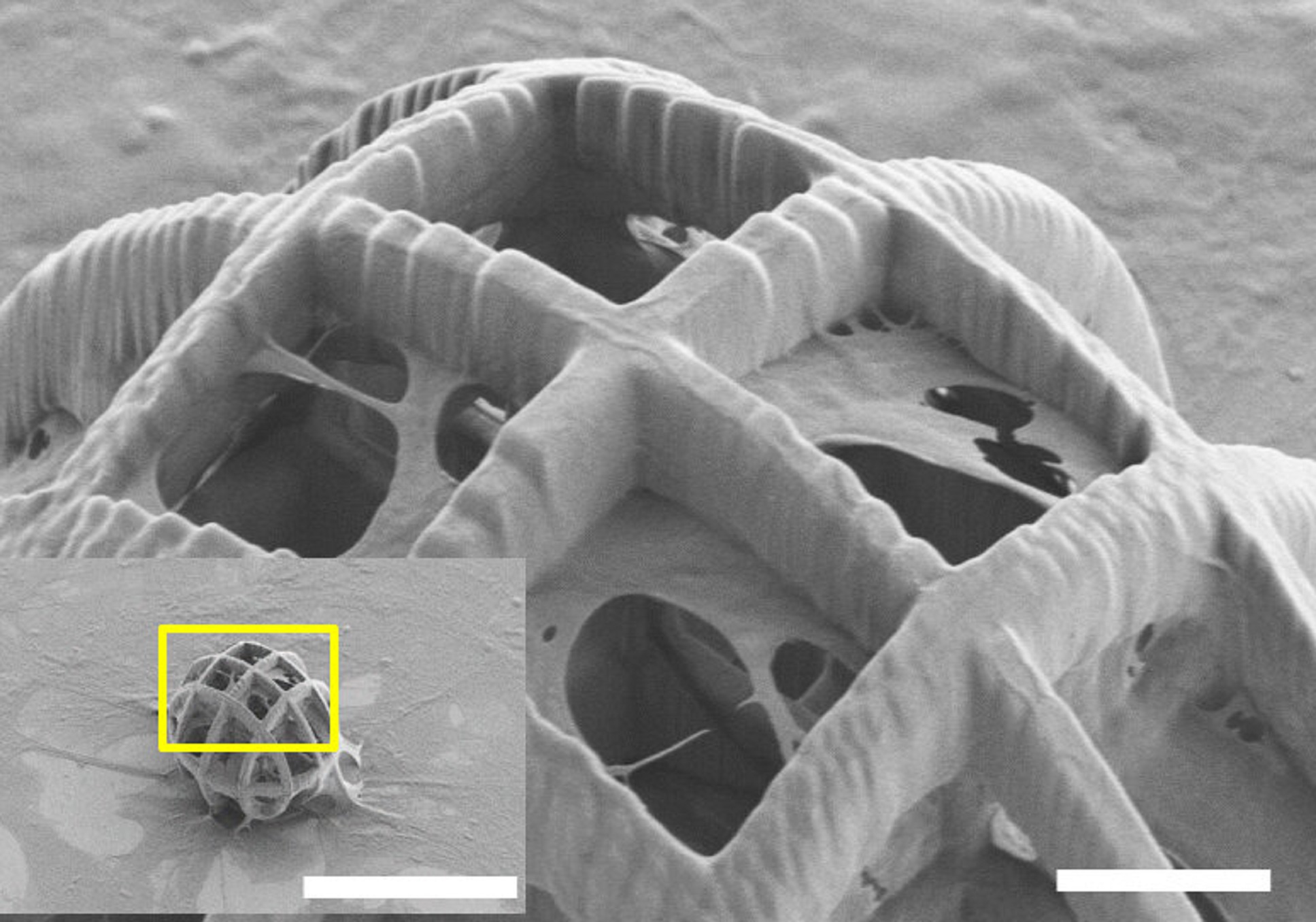 Spojení technologických velikánů: nanoboti do tkáně doručili kmenové buňky