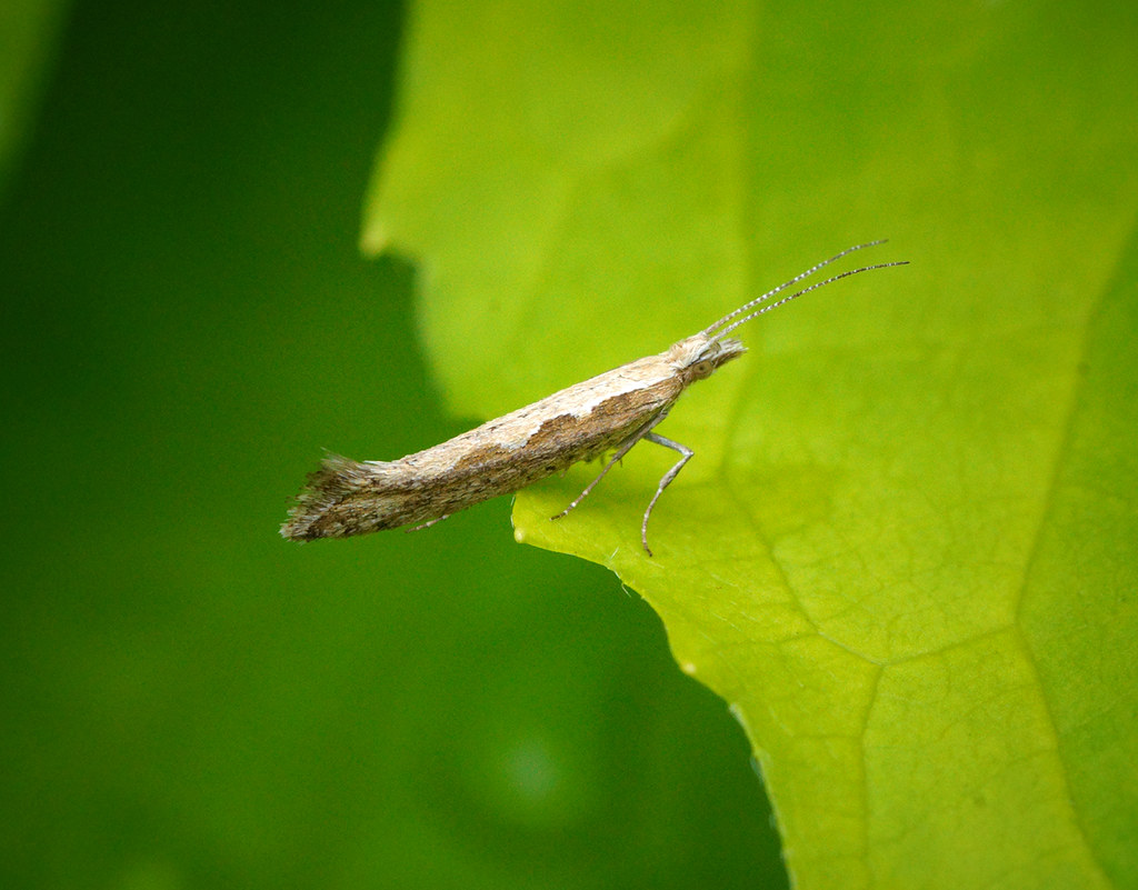 Geneticky upravení škůdci by mohli být budoucností zemědělství, jen jim vychytat mušky