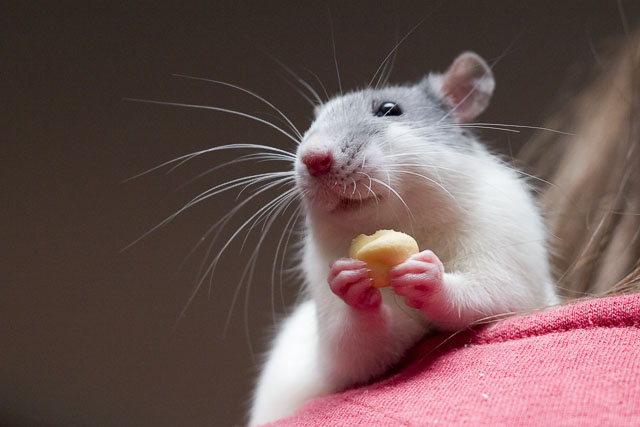 Fskutečnosti na potkany, zdroj: Wikipedia/CC
