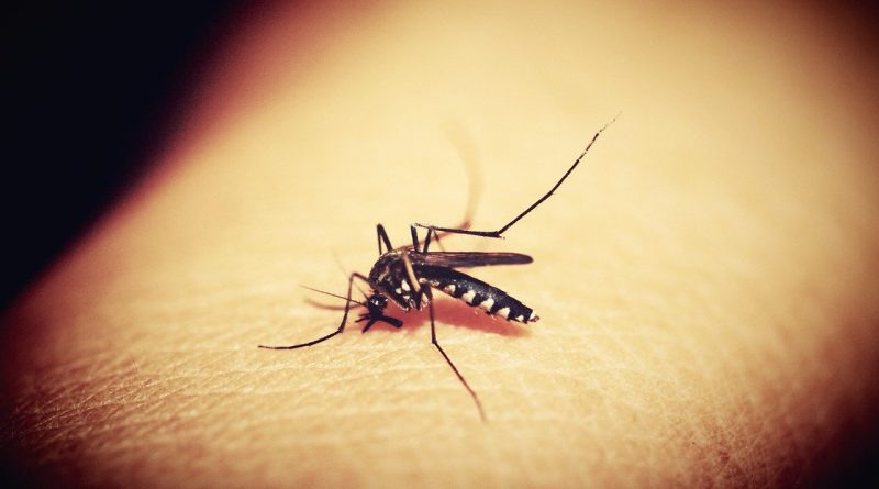 Komáři. Zdroj: Pixabay