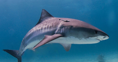 Žralok. Zdroj: Albert Kok/WIkipedia/CC
