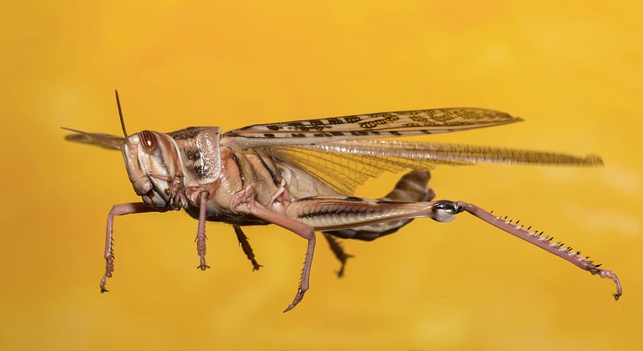 Věda vypnula u sarančat způsob, jakým vytvářejí žravá hejna