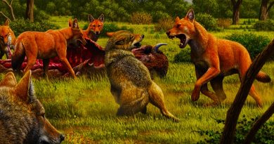 Běžní vlci vs. pravlci, neasi. Zdroj: ge heads and jaws. Image: Mauricio Antón