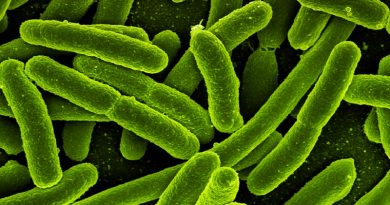 Bakterie, neasi. Zdroj: Pixabay
