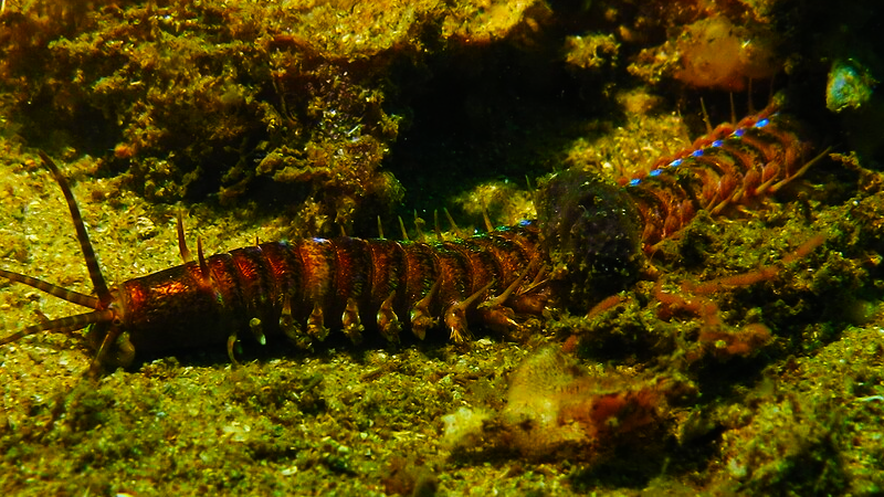 Oceánské dno bylo stamiliony let nazpět poseto červy