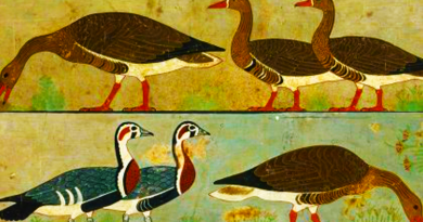 Záhada egyptských hus: mohlo by jít o dávno vyhynutý druh Husy pro dnešní den v egyptské malbě. Zdroj: C.K. Wilkinson.