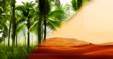 Tropický prales, neasi. Zdroj: Pixabay, vlastní