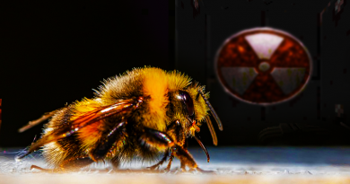 Včely a jádro, neasi. Zdroj: Pixabay/3D Realms