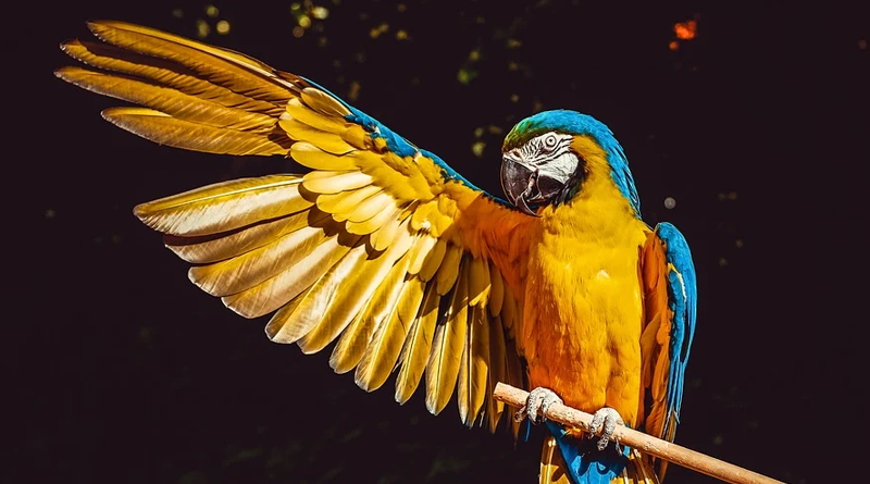 Pták, neasi. Zdroj: Pixabay