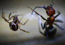 Pavouk a mravenec, neasi. Zdroj: Kristey Fritz-Martin