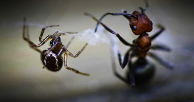 Pavouk a mravenec, neasi. Zdroj: Kristey Fritz-Martin