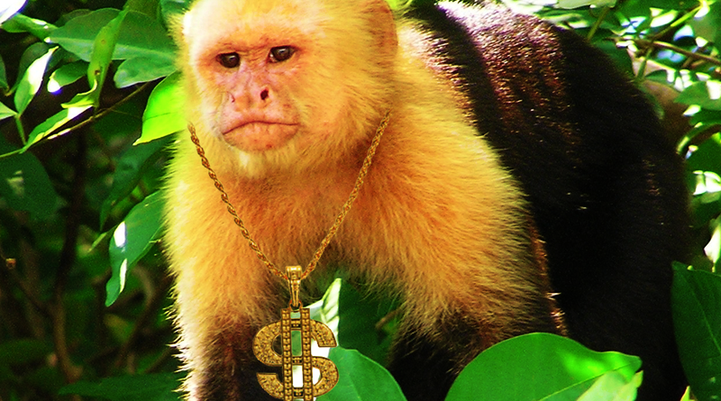 Opičky a peníze, neasi. Zdroj: Wikipedia/CC BY, vlastní