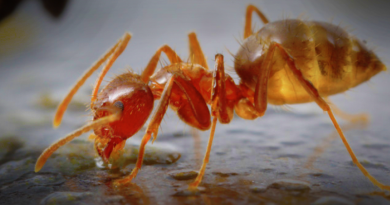 Mravenci musejí být šílení, neasi. Zdroj: University of Texas in Austin