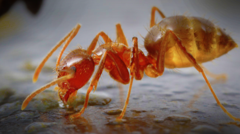Mravenci musejí být šílení, neasi. Zdroj: University of Texas in Austin