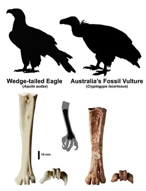 Vlevo běhák (tarsometatarsus) recentního orla klínoocasého, vpravo kost nalezená panem De Vis a určená dnes jako druh vyhynulého supa Cryptogyps lacertosus.. Zdroj: Ellen Mather, Flinders University