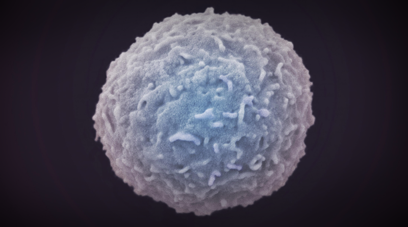 Imunitní buňka, neasik. Zdroj: Anne Weston/Crick Institute, CC BY