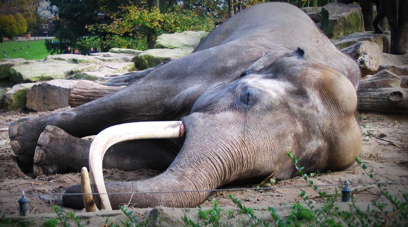 Spící slon, neasi. Zdroj: Fruggo/CC BY