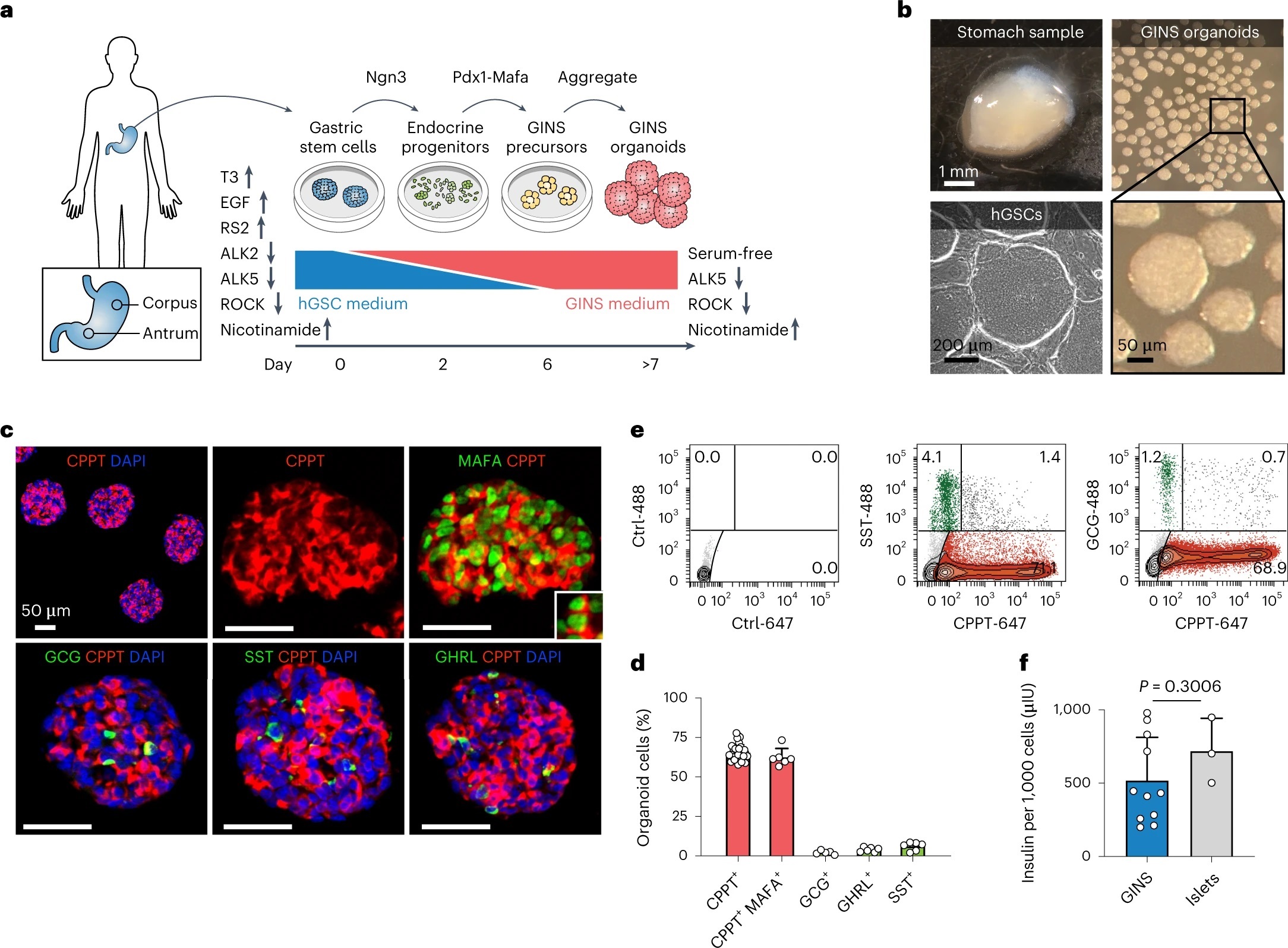 Generování organoidů v této práci. Zdroj: Huang et al, Nature Cell Biology volume 2023