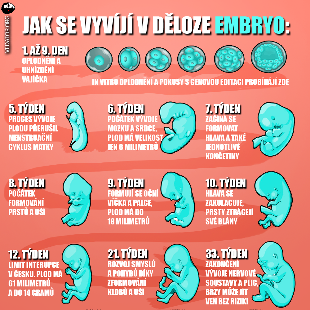 Vývoj embrya a plodu. Zdroj: vlastní