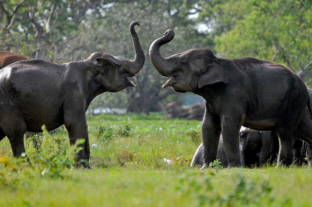 Sloníci si hrají! Zdroj: Manelka Jayasundara/CC BY