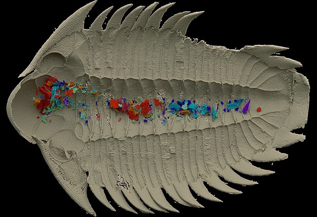 Třírozměrná rekonstrukce trilobita Bohemolichas incola při pohledu zespodu (ventrální pohled), krunýř je v béžové barvě, obsah trávicího traktu je barevně rozlišený podle různých fosilních skupin. Zdroj: V. Vaškaninová/Nature