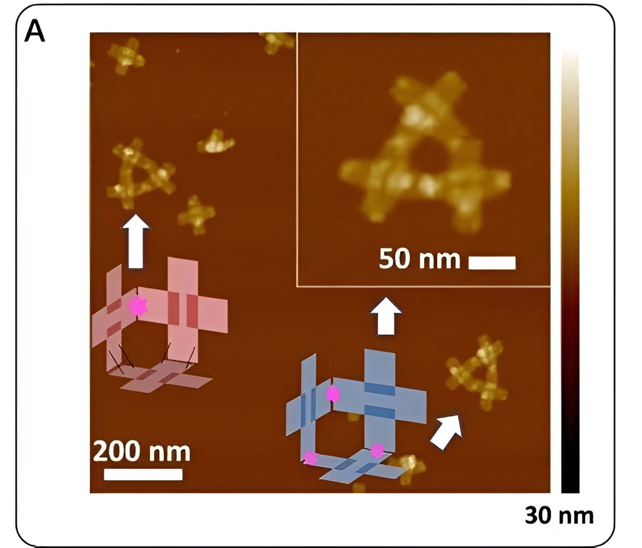 Trojrozměrný nanorobot z DNA. Zdroj: Feng Zhou