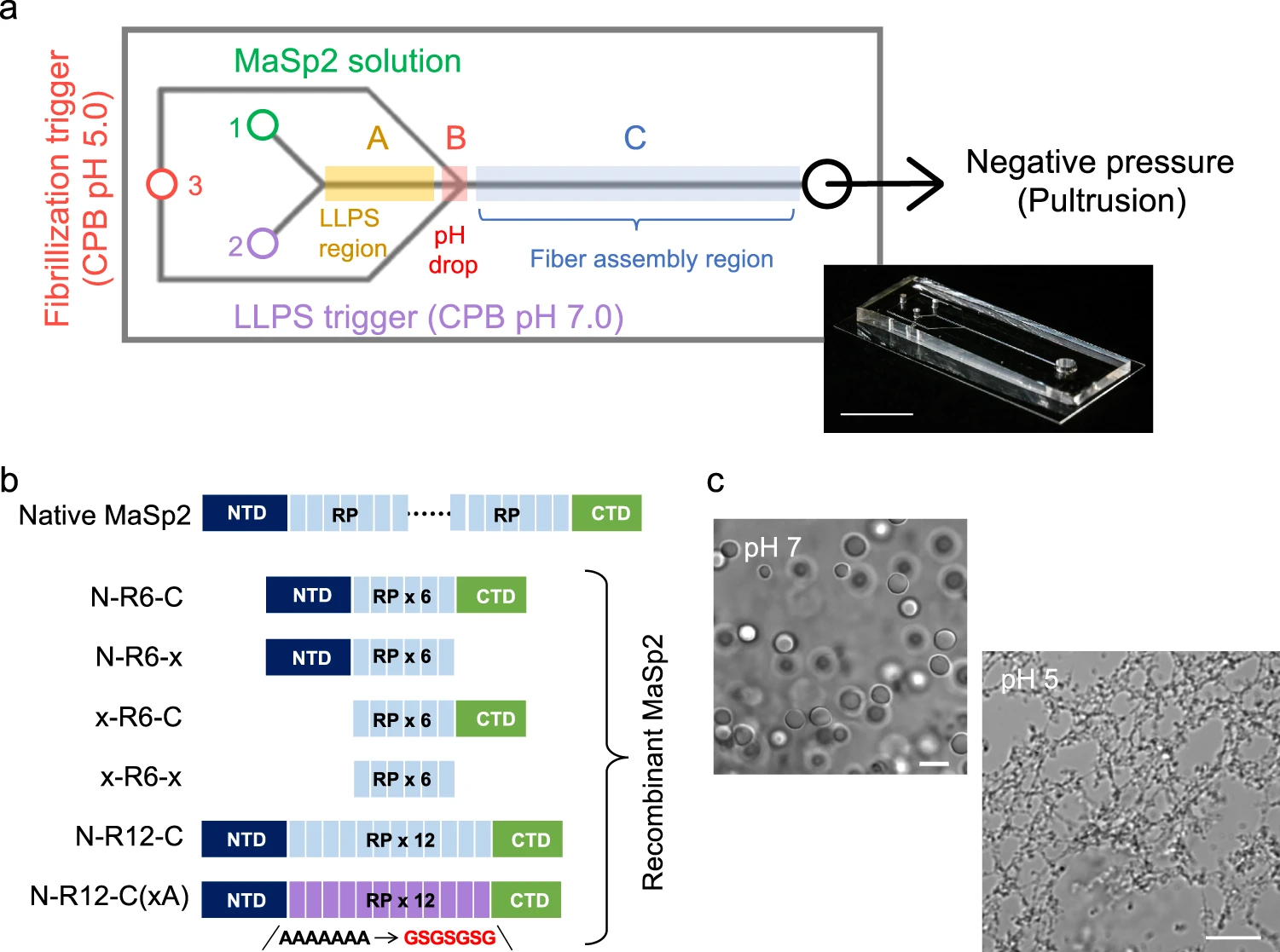Schéma mikrofluidního čipu sestávajícího ze tří vstupů a jednoho výstupu se systémem regulace podtlaku. Zdroj: Chet et al./Nature Communication 2024