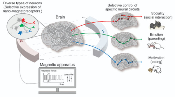 Pomocí technologie Nano-MIND lze magnetickými poli cílit na různé nervové dráhy. Zdroj: Institute of Basic Science