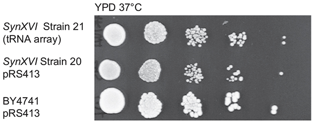Kvasinky, neasik. Zdroj: Goold et al., Nature Communications, 2025