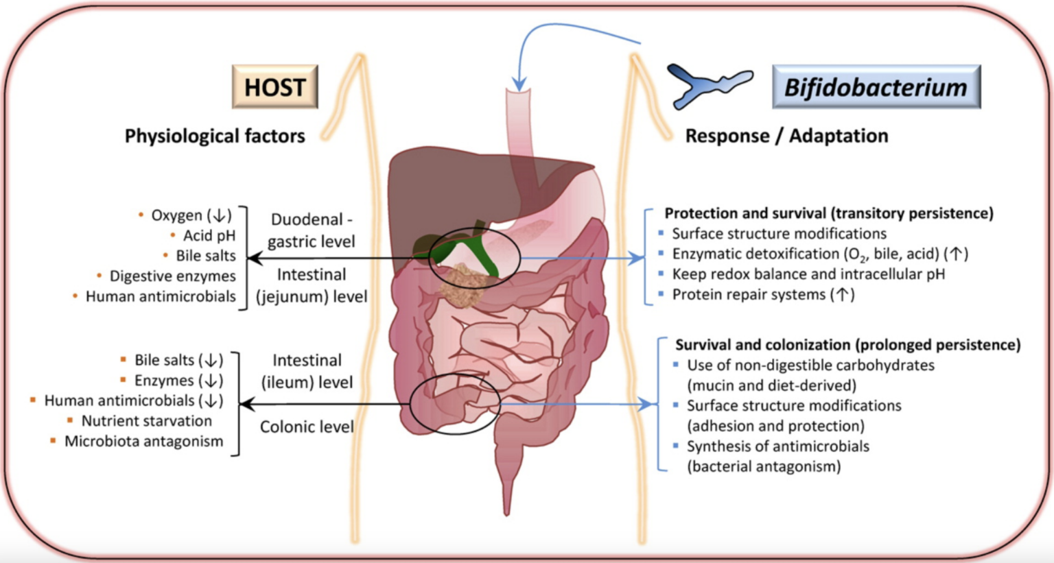 Úloha Bifidobacterium ve střevním zdraví. Zdroj: Sánchez et al., Pharmacological Research, 2013