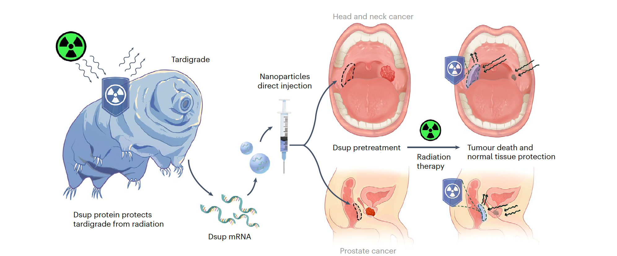 K použití u lidí je ještě daleko, ale dodávka mRNA proteinu Dsup pro želvušáky je slibná. Zdroj: Kirtane et al., Nature Biomedical Engineering, 2025