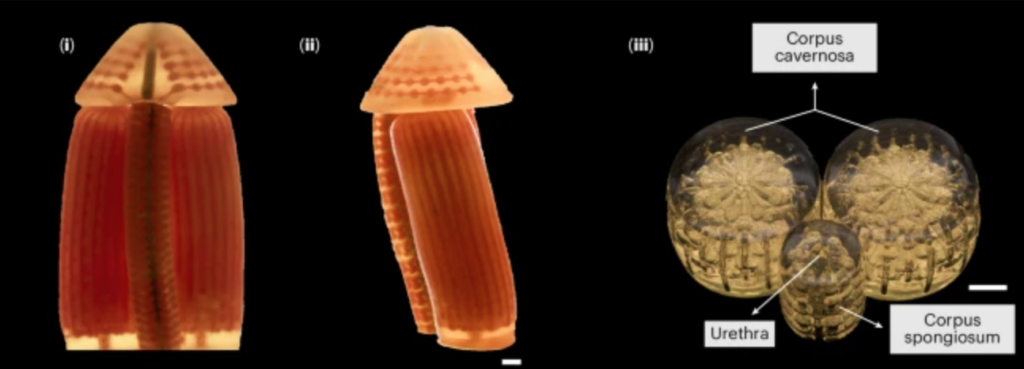 Obrázky kompletního biomimetického modelu penisu s (i) čelním pohledem (ii), bočním pohledem (iii) a částečným řezem. Zdroj: Wang et al., Nature Biomedical Engineering, 2025