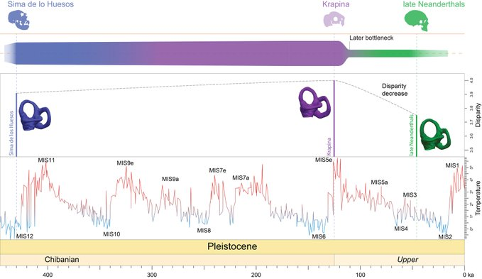 Existence úzkého hrdla, které naznačuje snížení genetické variability během evoluce neandertálců. Genetická variabilita u předneandertálců ze Sima de los Huesos je podobná jako u raných neandertálců z Krapiny, ale u pozdějších „klasických“ neandertálců vykazuje pokles. Zdroj: Urcioli et al