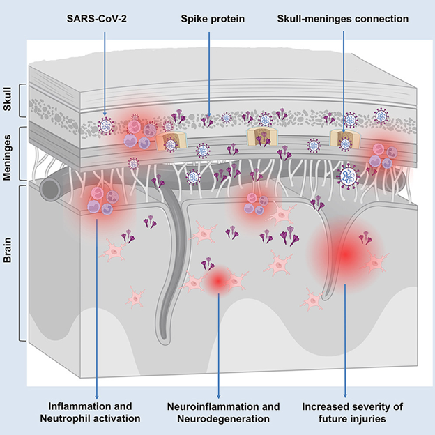 Spike proteiny v mozku detekovány i po skončení infekce.
Zdroj: Rong et al., Cell Host & Microbe, 2024
