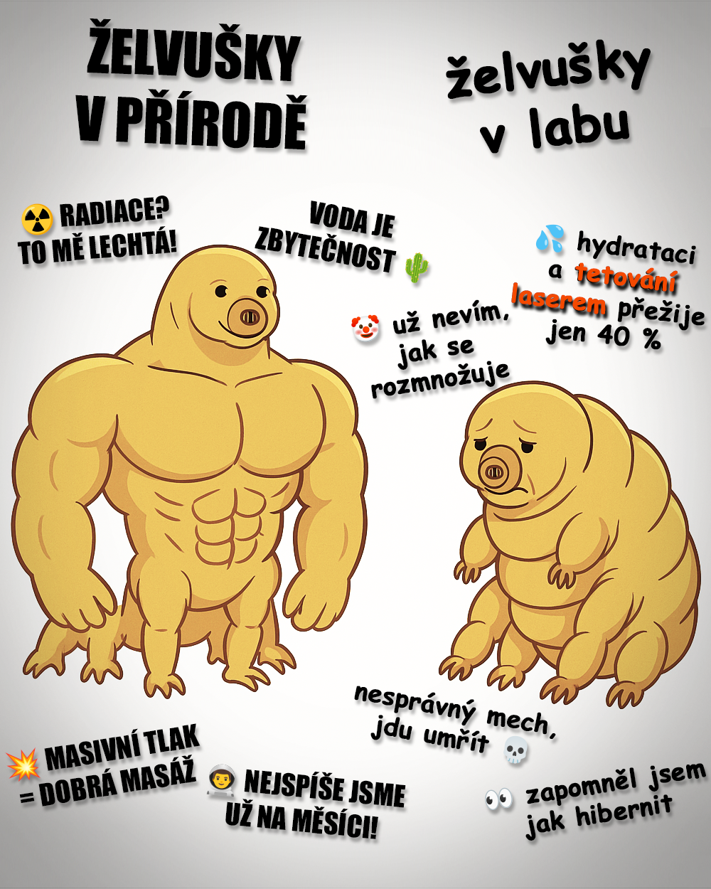 Želvušky na dva způsoby... Zdroj: vlastní