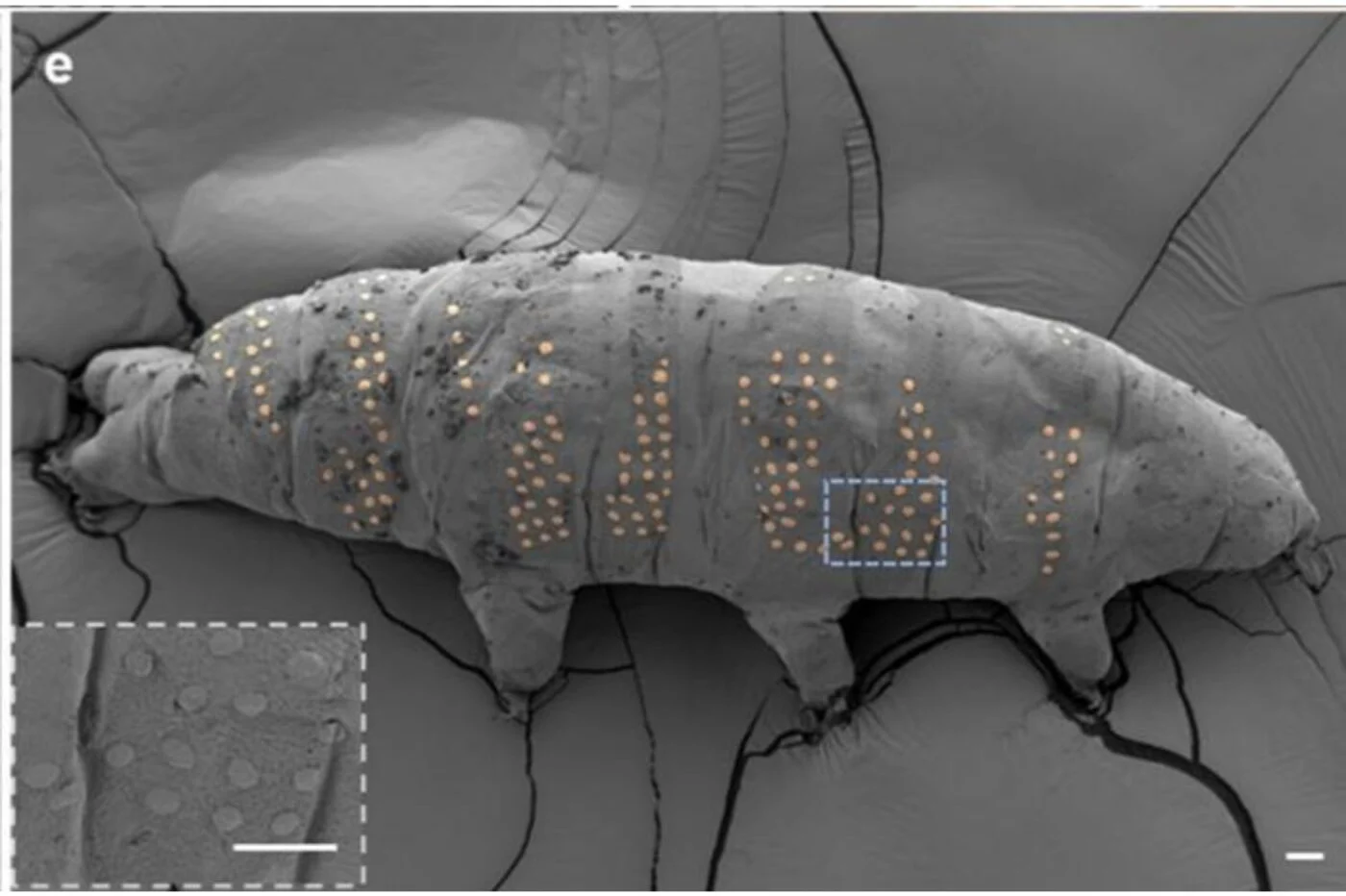 Tetování želvušek, neasik. Zdroj: Nano Letters 2025, DOI: 10.1021/acs.nanolett.5c00378
