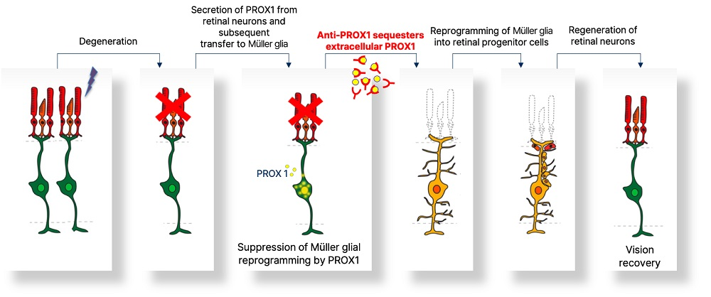 Znázornění mechanismu regenerace sítnice prostřednictvím inhibice migrace PROX1. Protein PROX1 vylučovaný z poškozených neuronů sítnice se přenáší do Müllerových buněk a inhibuje dediferenciaci do neurálních progenitorových buněk a neurální regeneraci. Když je PROX1 zachycen mimo buňky protilátkou proti PROX1 a je narušen jeho přenos do Müllerových buněk, dochází k obnovení dediferenciace Müllerových buněk a procesů regenerace sítnice, čímž se obnoví zraková funkce. Zdroj: Lee et al., Nature Communications, 2025
