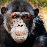 Šimpanz se stéblem v uchu, neasik. Zdroj: Jake Brooker/Chimfunshi Wildlife Orphanage Trust