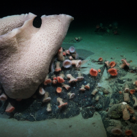 Mořské houby hovící si v hloubce. zdroj: ROV SuBastian/Schmidt Ocean Institute