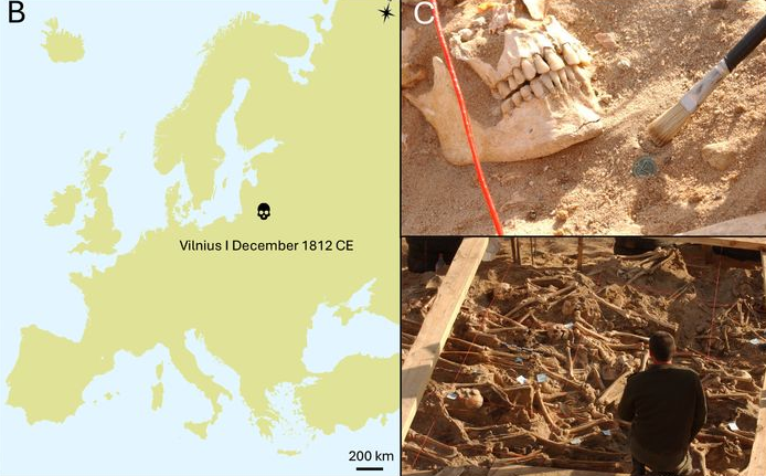 Mapa Evropy znázorňující polohu a datum archeologického naleziště ve Vilniusu v Litvě, odkud byly odebrány vzorky pro naši studii. (C) Fotografie pořízené na místě během vykopávek zákopů obsahujících těla napoleonských vojáků. Horní fotografie zachycuje objev knoflíku uniformy císařského typu v hromadném hrobě. Dolní fotografie zachycuje celkový pohled na hromadný hrob. Zdroj: Michel Signoli