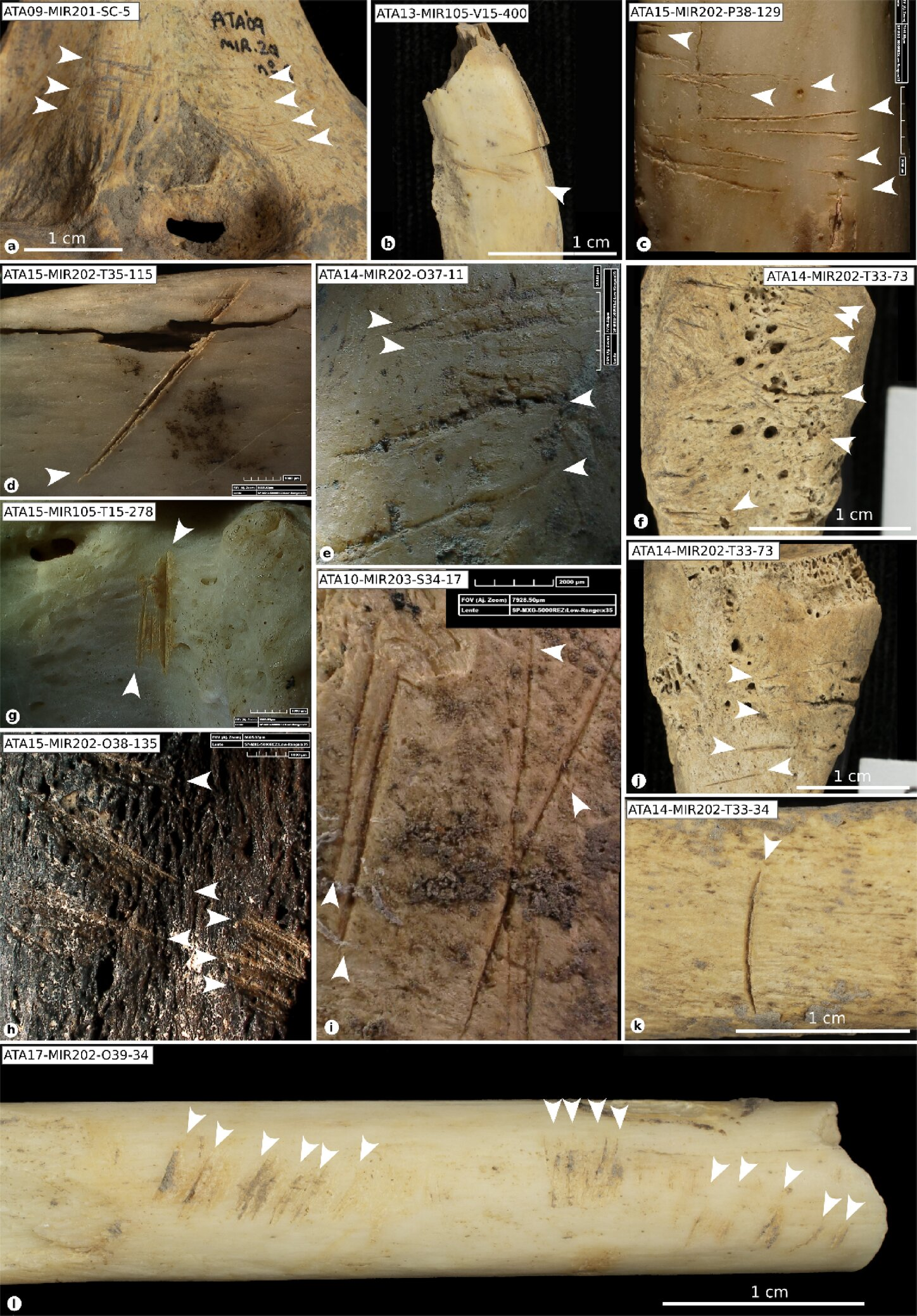 Řezané vzorky. Řezné rány (bílá šipka) na lidských ostatcích z kontextů S100 a S200. Zdroj: Scientific Reports (2025).