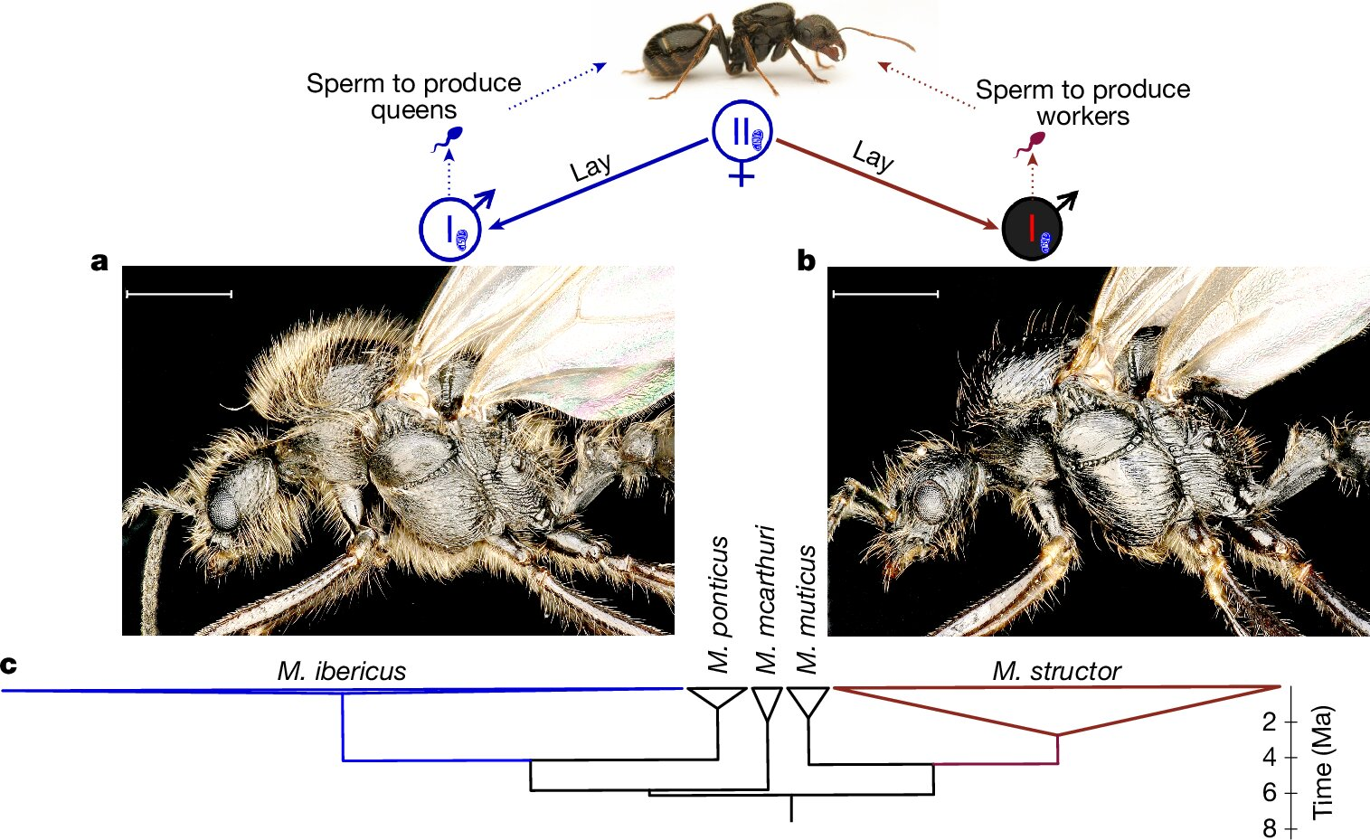 Královny M. ibericus kladou samce dvou různých druhů. Zdroj: Nature (2025). DOI: 10.1038/s41586-025-09425-w