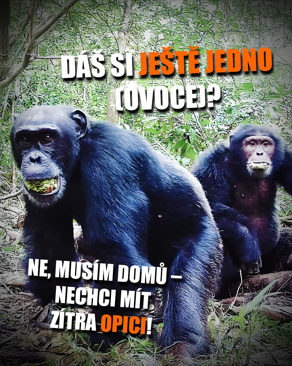 Není opice jako opice! Zdroj: Aleksey Maro/UC Berkeley