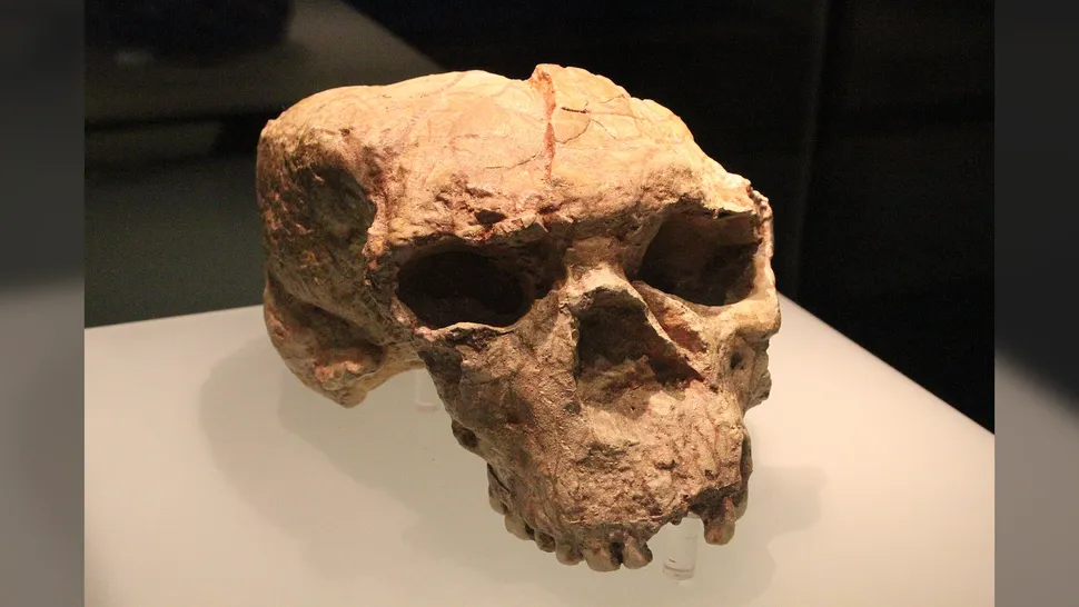 Nerekonstruovaná lebka Yunxian 2 je uložena v Provinčním muzeu Hubei. Zdroj: Gary Todd / Wikimedia Commons