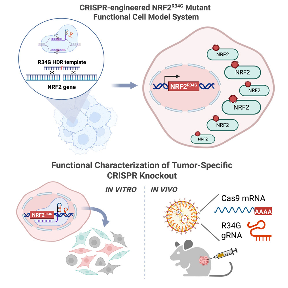 Schéma fungování terapie na buňkách a myšácích. Zdroj: Banas et al., Molecular Therapy Oncology 2025