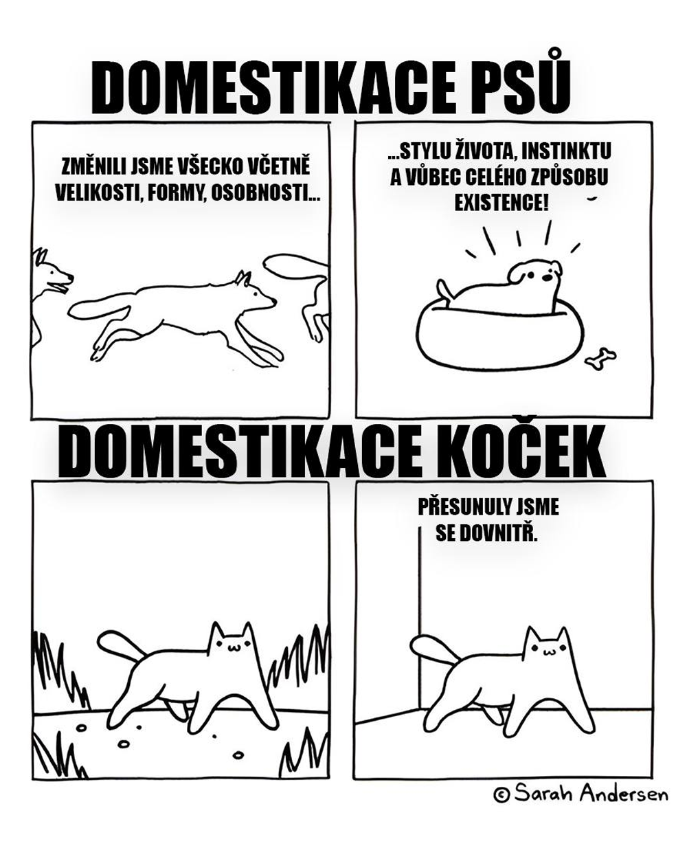 Psi, kočky a domestikace! Zdroj: Sarah Anderson
