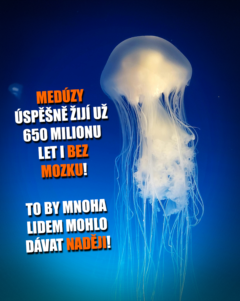 Medúza, spánek, mozek, Zdroj: PxHere