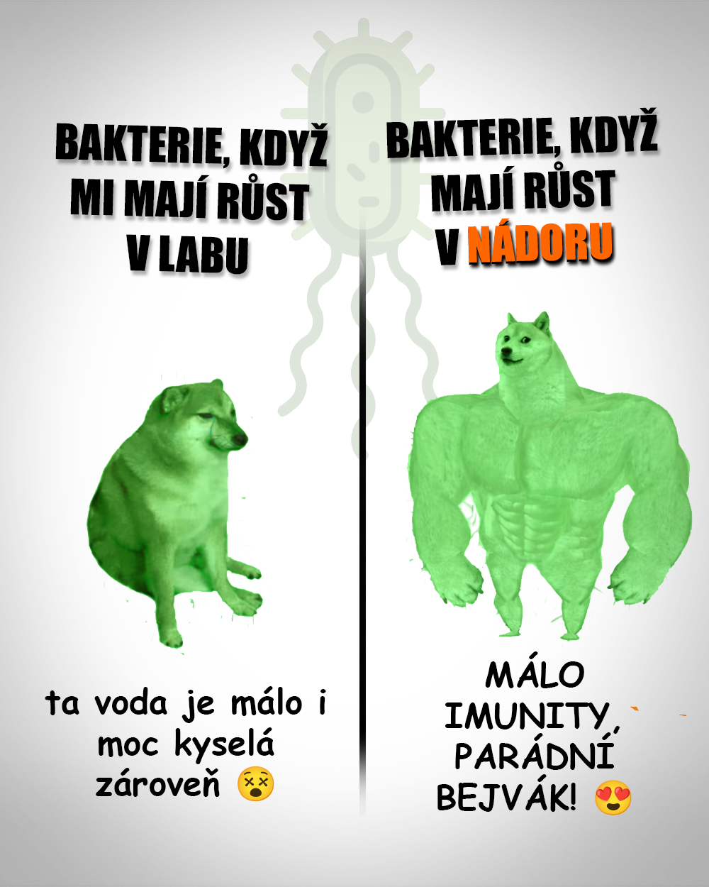 Bakterie jsou obvykle co do podmínek trochu jako kočky. Zdroj: Public Domain/vlastní