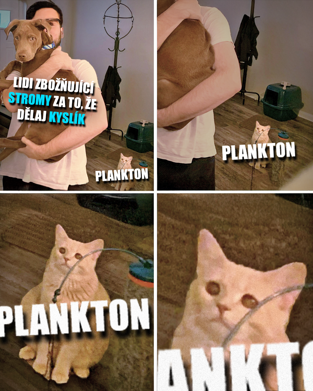 Fytoplankton, plankton, oceány, fotosyntéza